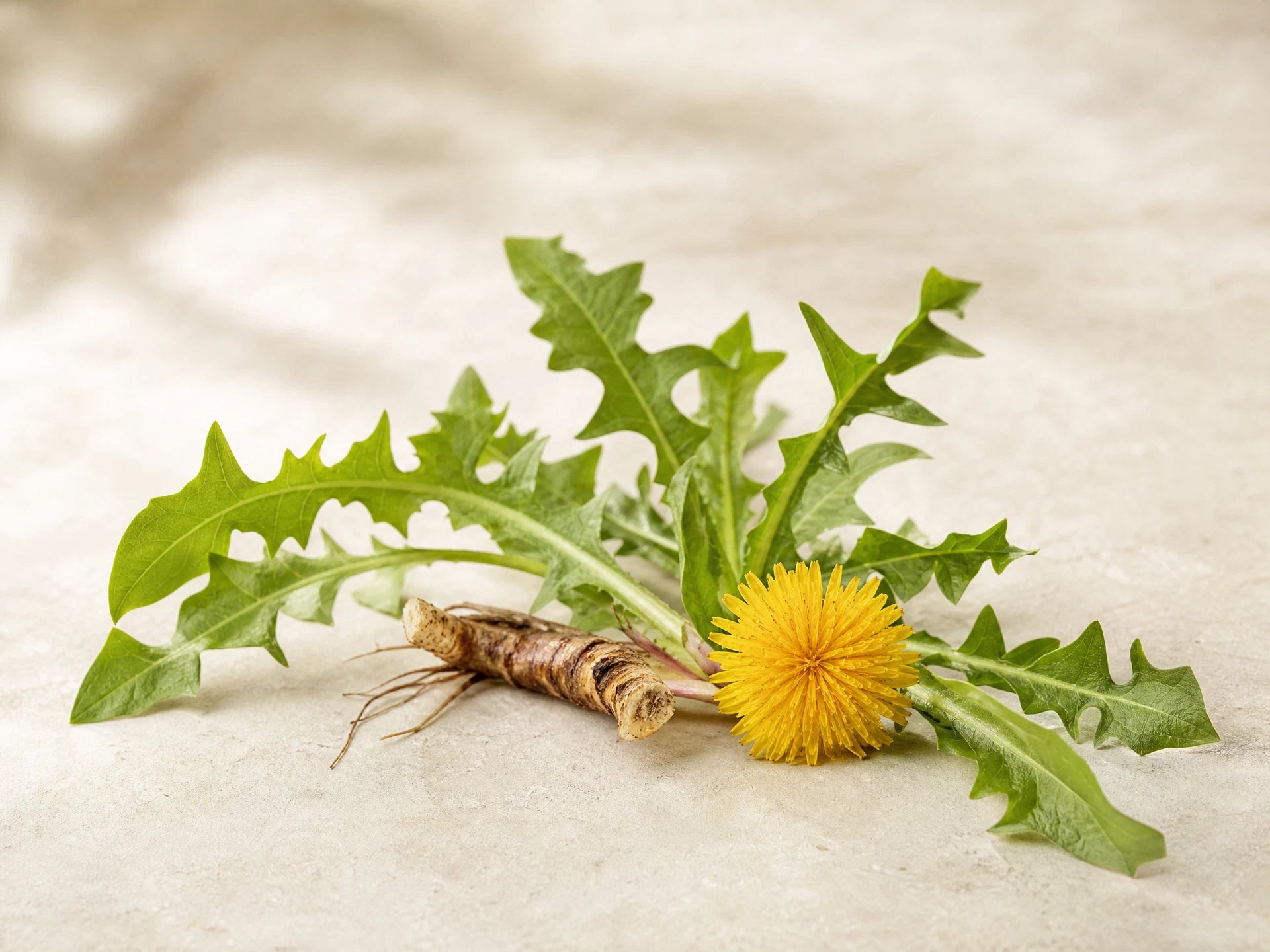 Dandelion Leaf